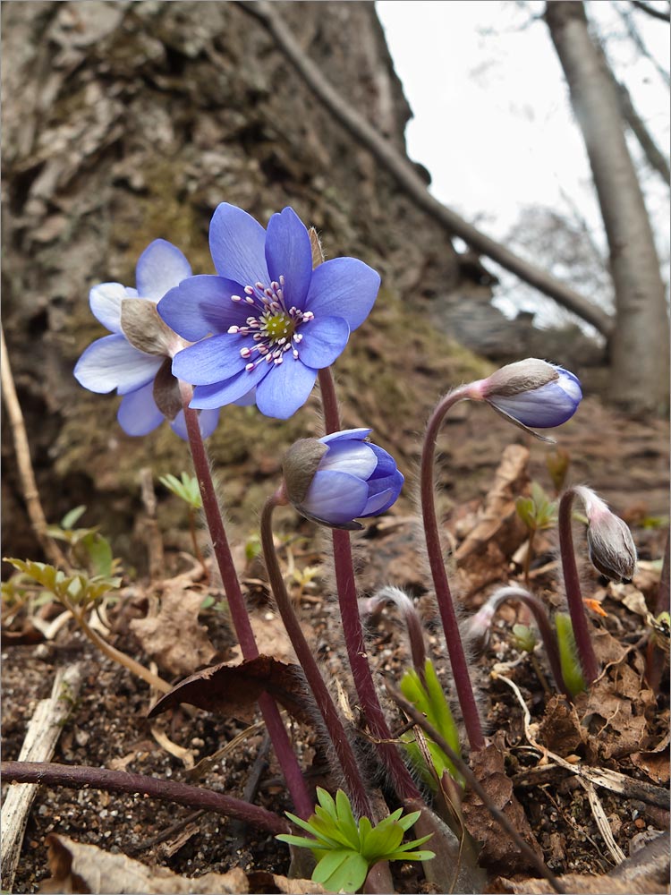 Image of Hepatica nobilis specimen.