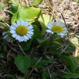 Bellis perennis