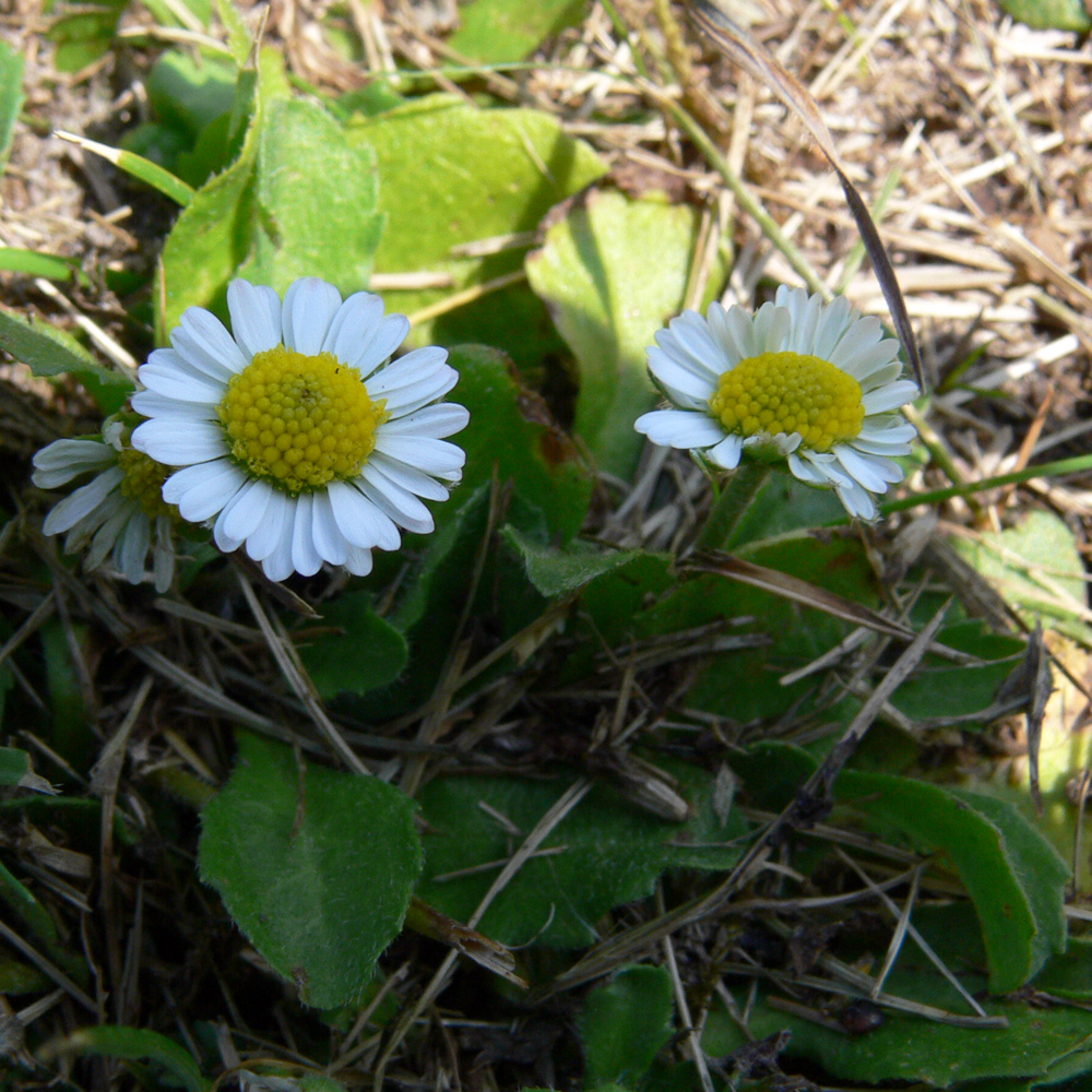 Image of Bellis perennis specimen.