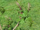 Rhus typhina. Молодой побег. Украина, г. Запорожье, в культуре. 02.05.2010.