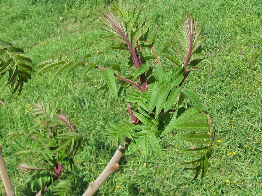 Image of Rhus typhina specimen.