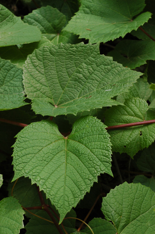 Image of Vitis amurensis specimen.