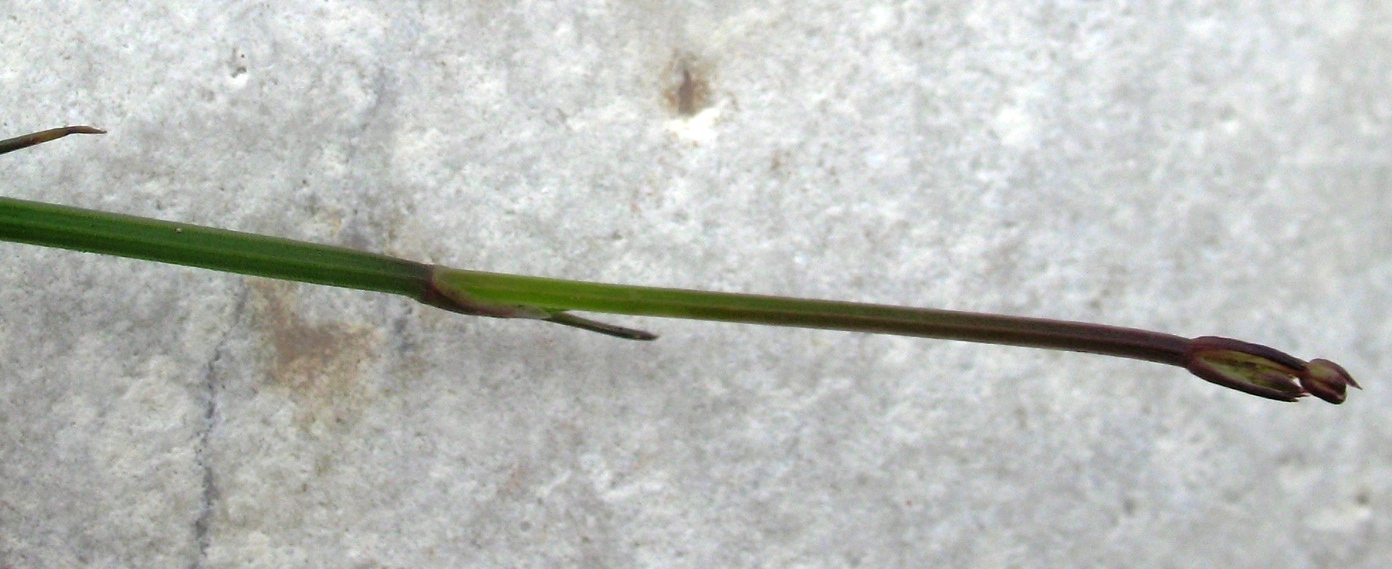 Image of Froriepia subpinnata specimen.