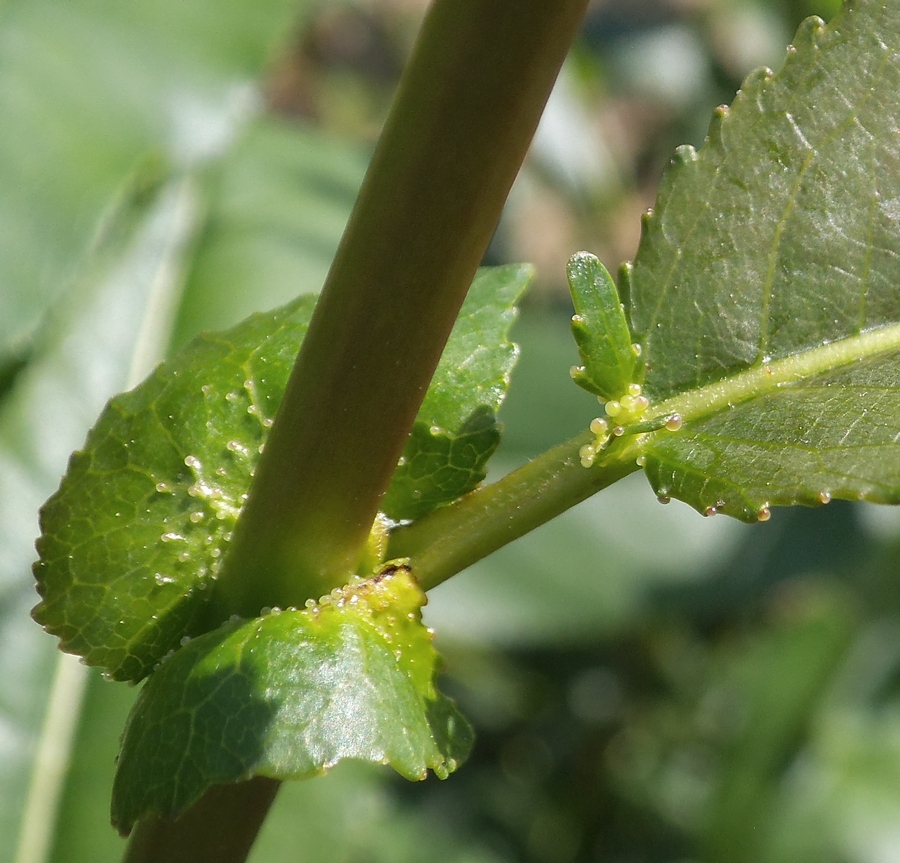 Изображение особи Salix &times; schumanniana.