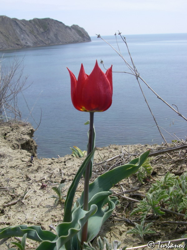 Изображение особи Tulipa suaveolens.