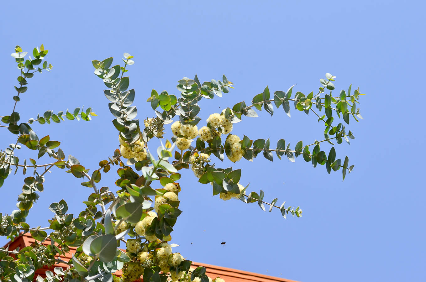 Image of Eucalyptus cinerea specimen.