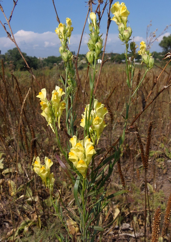 Image of Linaria ruthenica specimen.