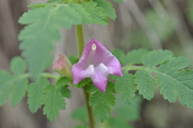 Изображение особи Phtheirospermum chinense.