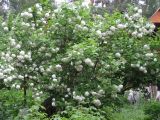 Viburnum форма roseum