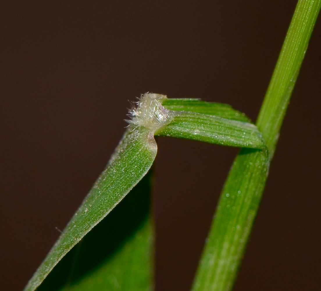 Image of Setaria adhaerens specimen.