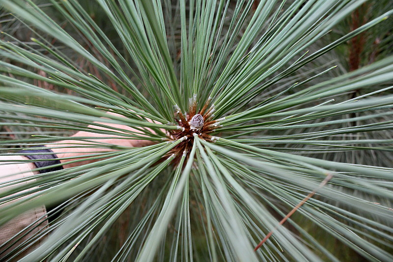 Image of Pinus coulteri specimen.