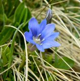 Смотреть изображение Gentiana dshimilensis