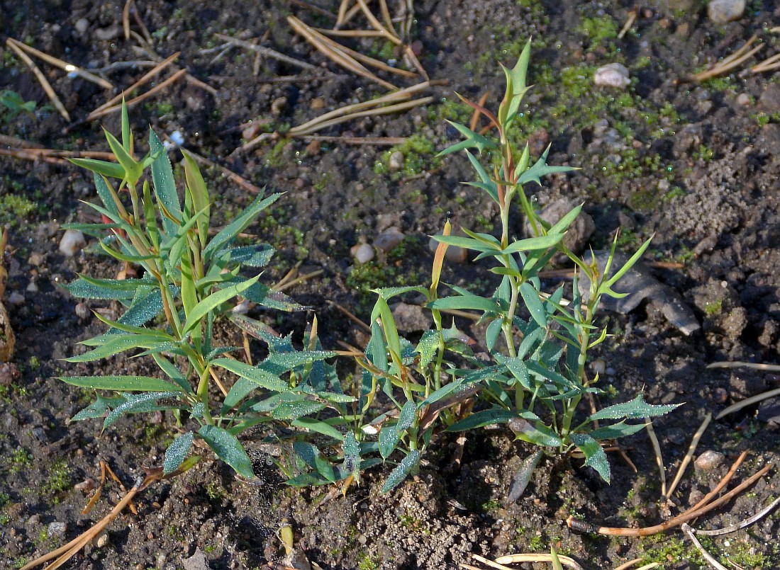 Image of Berberis empetrifolia specimen.