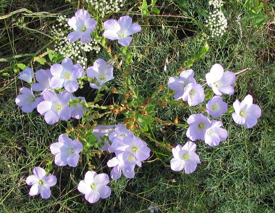 Image of Linum hirsutum specimen.