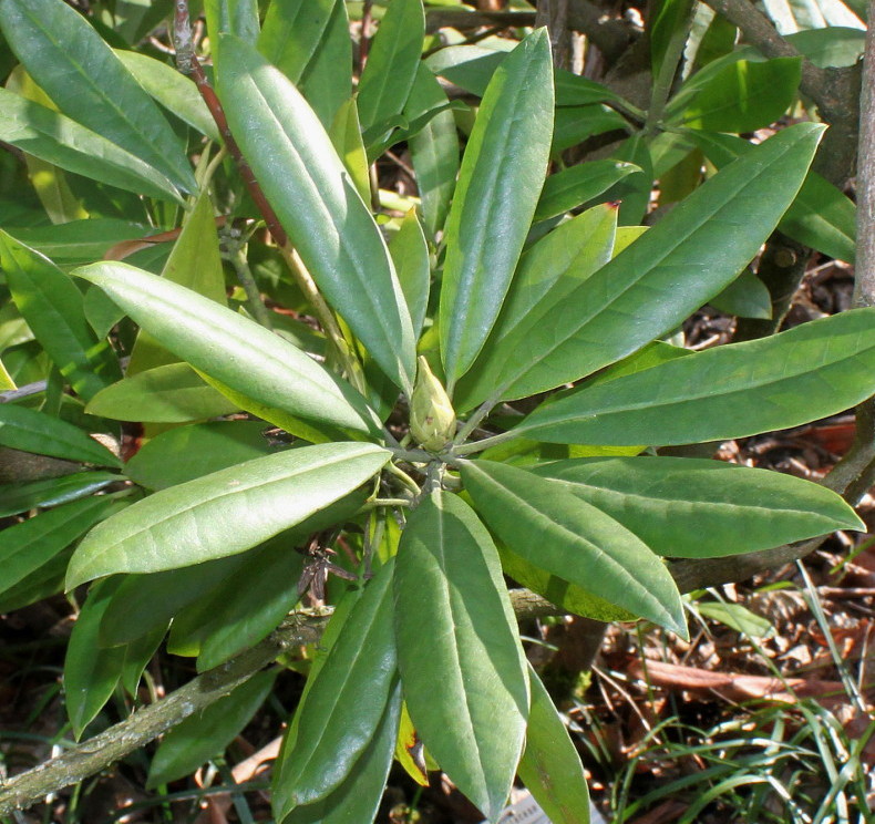 Image of Rhododendron catawbiense specimen.