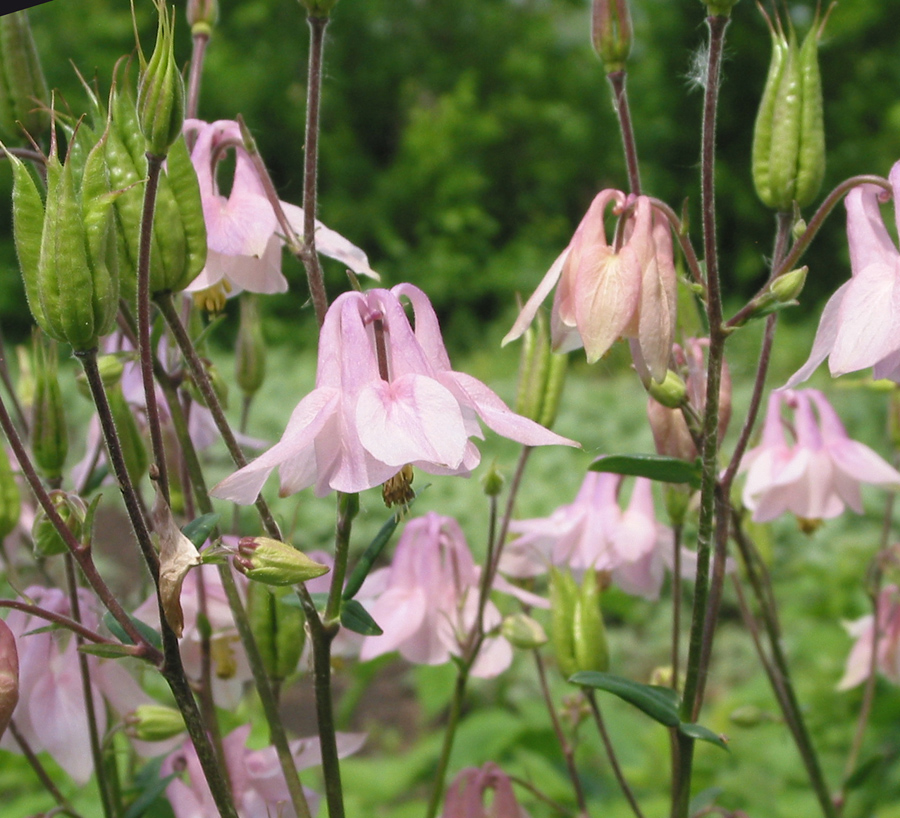 Изображение особи Aquilegia vulgaris.