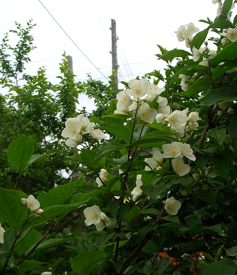 Image of Philadelphus tenuifolius specimen.