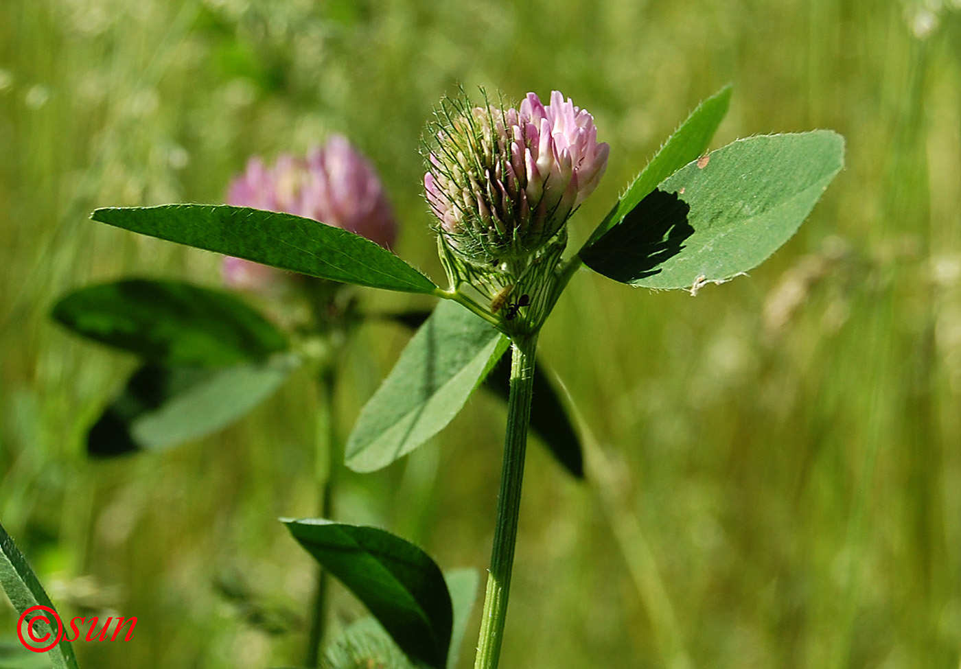 Image of Trifolium medium specimen.