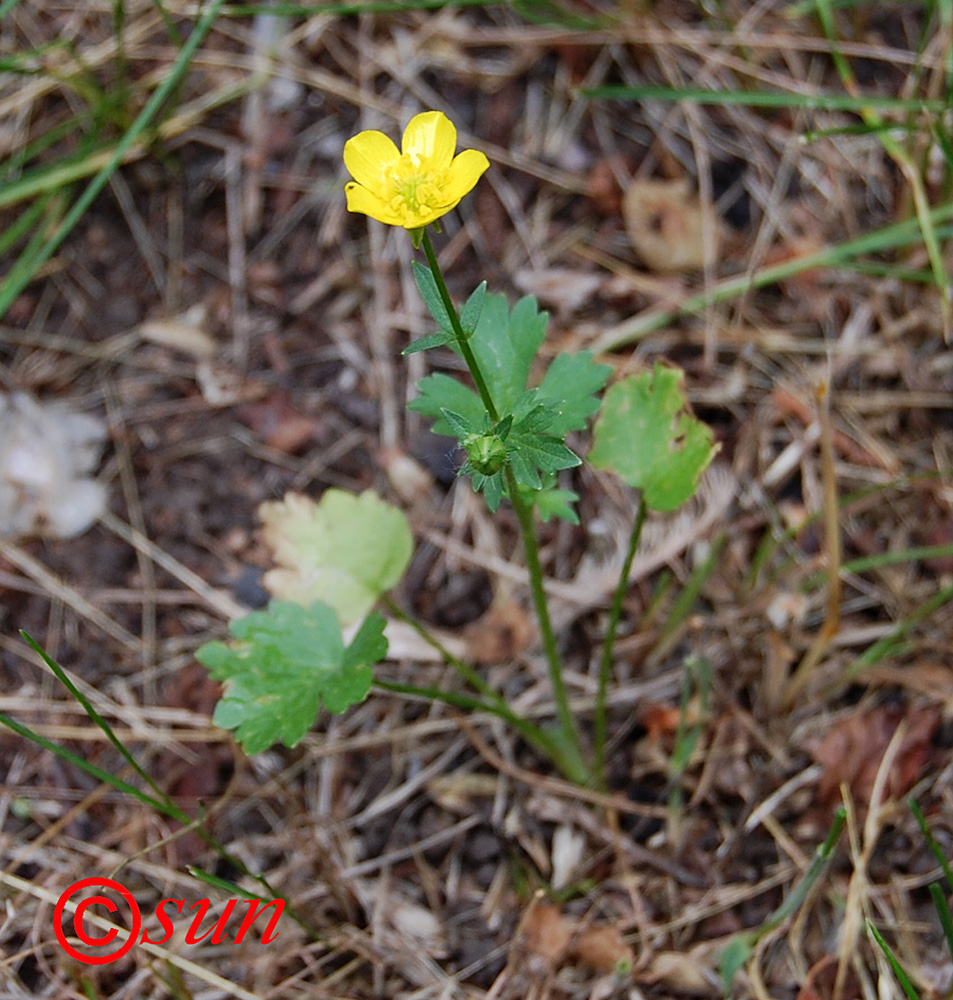 Изображение особи Ranunculus sardous.