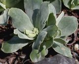 Primula auricula. Розетка листьев и развивающееся соцветие. Германия, г. Дюссельдорф, Ботанический сад университета. 04.05.2014.