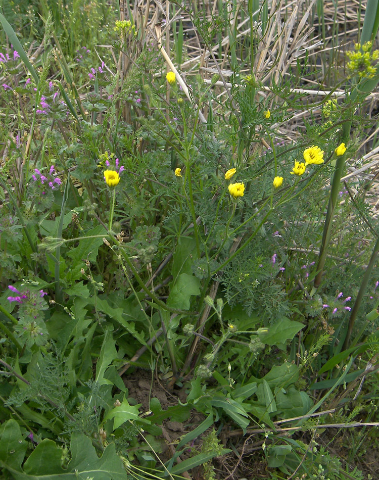 Изображение особи Crepis astrachanica.