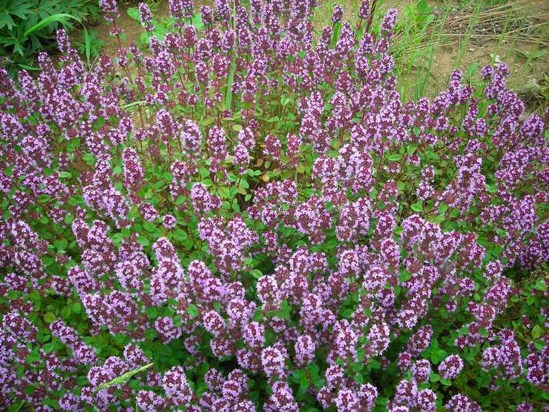 Image of Thymus ovatus specimen.