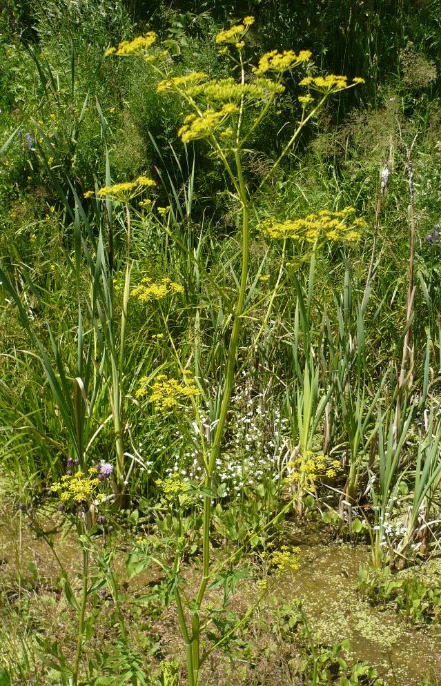 Изображение особи Pastinaca sylvestris.