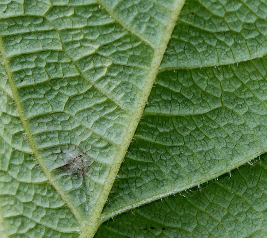 Image of Rodgersia podophylla specimen.