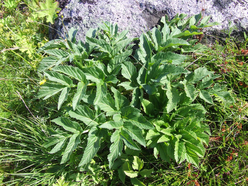 Image of Archangelica officinalis specimen.