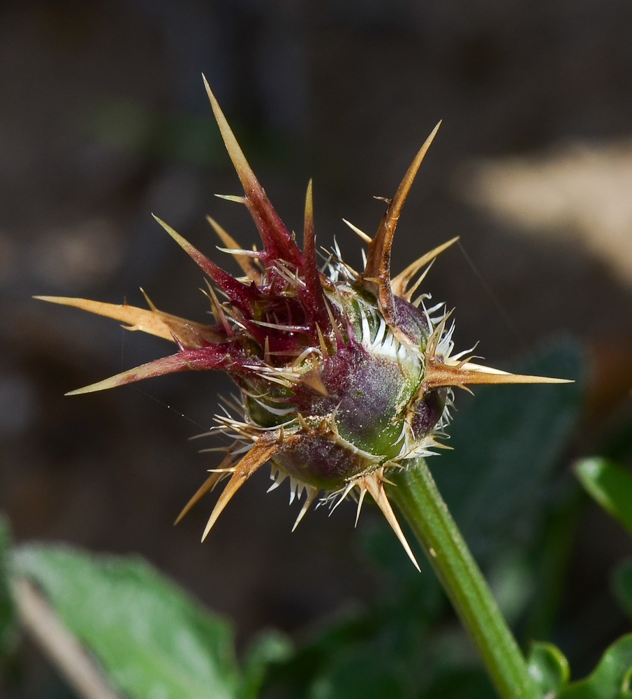 Image of Centaurea eryngioides specimen.