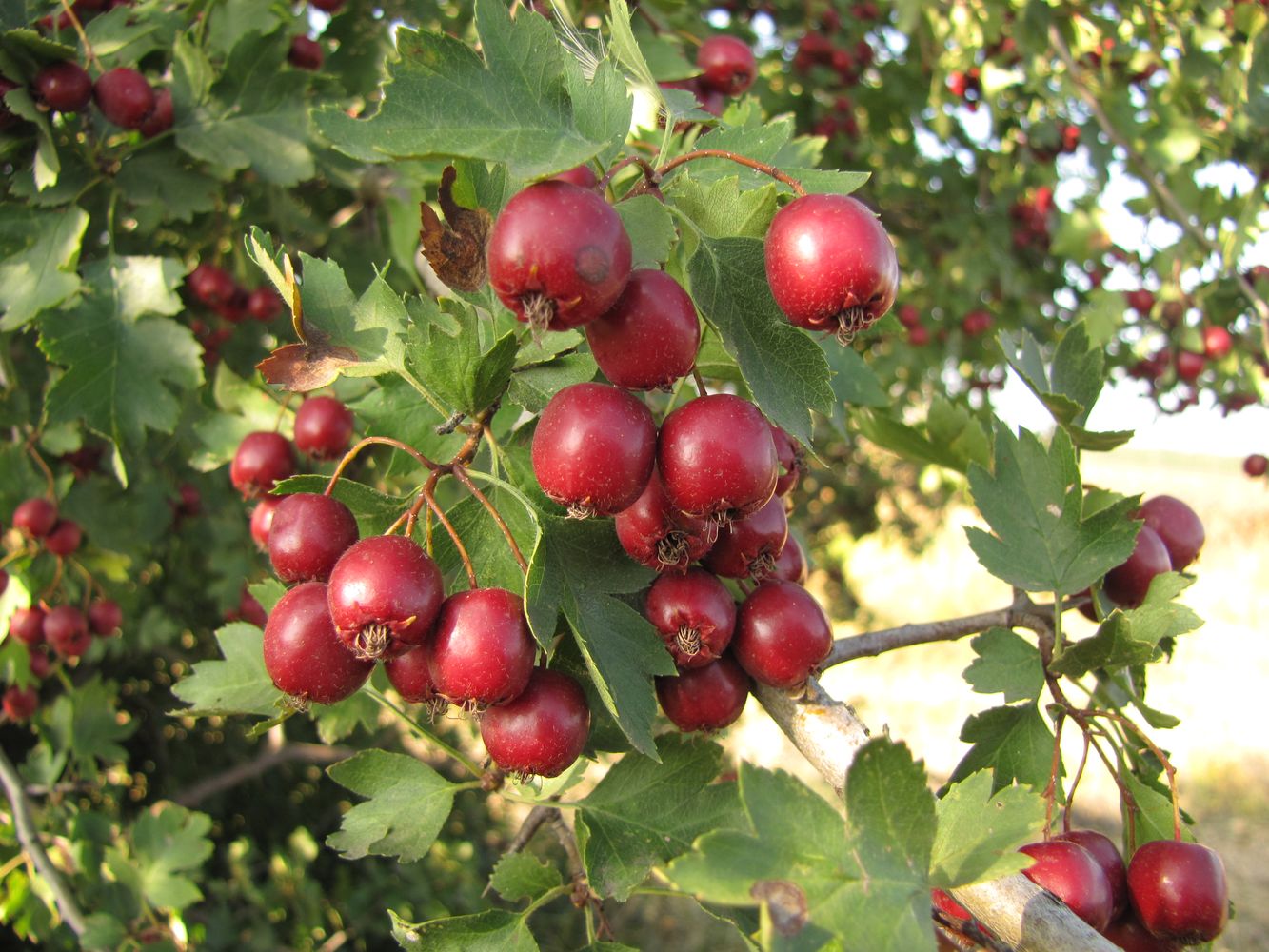 Image of Crataegus volgensis specimen.