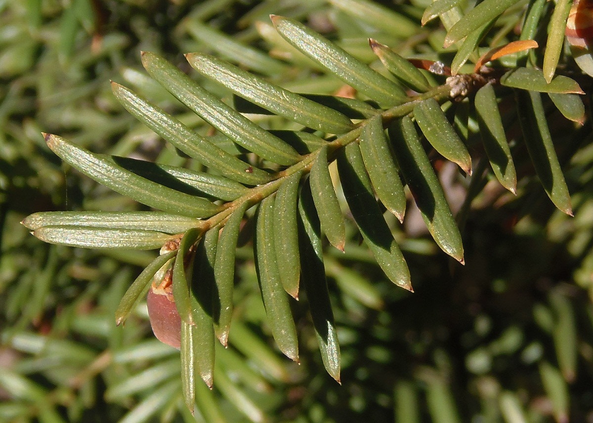 Image of Taxus baccata specimen.