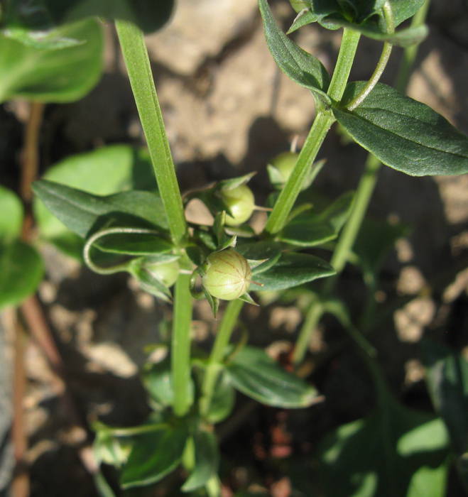 Image of Anagallis arvensis specimen.