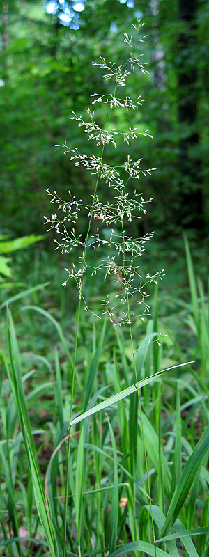 Изображение особи род Agrostis.