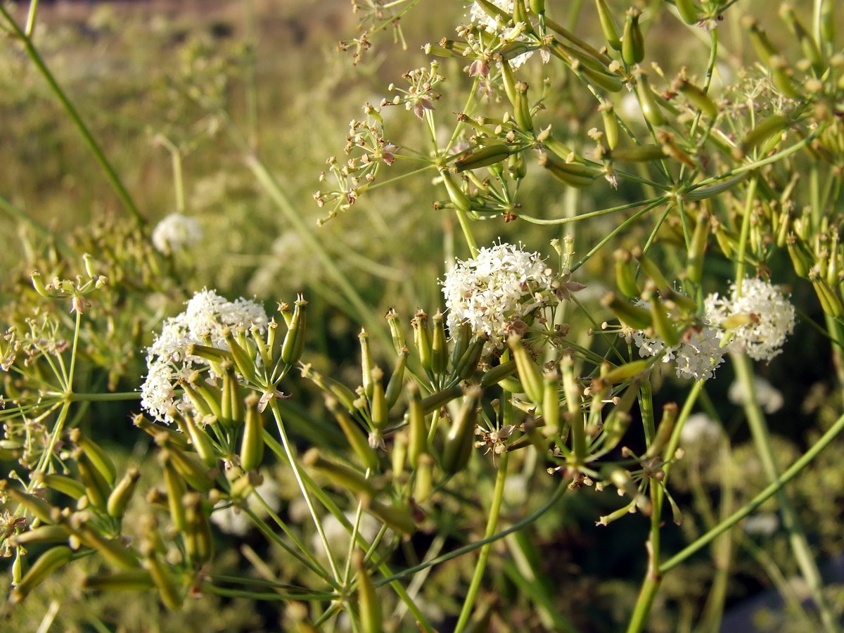 Изображение особи Anthriscus sylvestris.