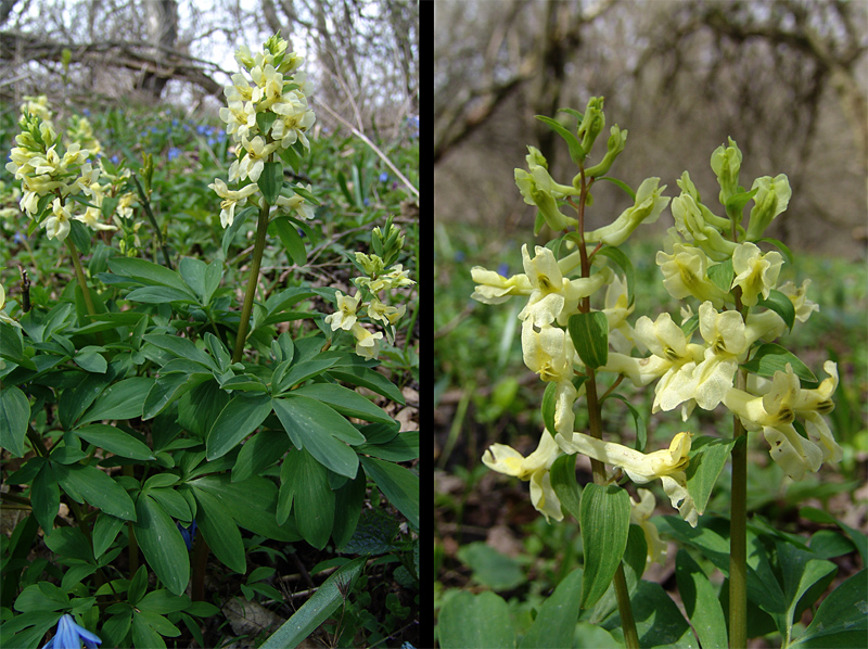 Изображение особи Corydalis marschalliana.