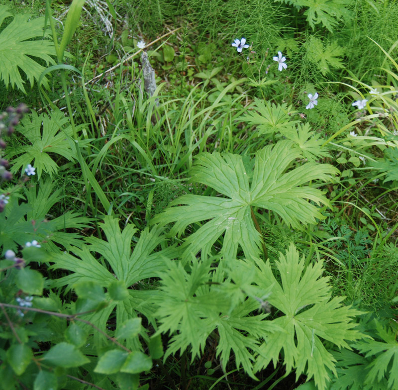 Image of Geranium krylovii specimen.