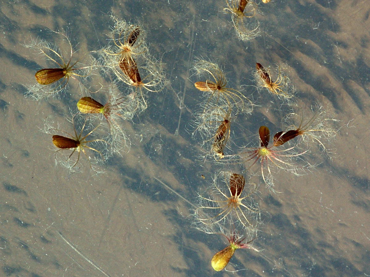 Image of Valeriana officinalis specimen.