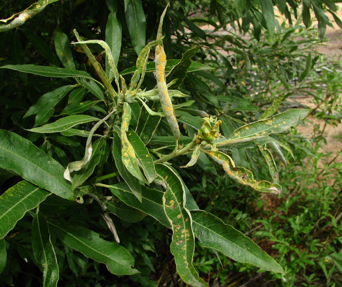 Image of Salix gmelinii specimen.