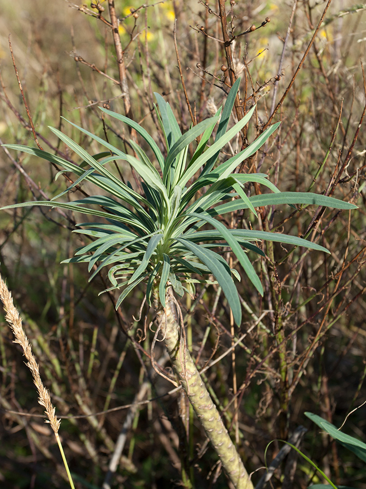 Image of Euphorbia characias specimen.