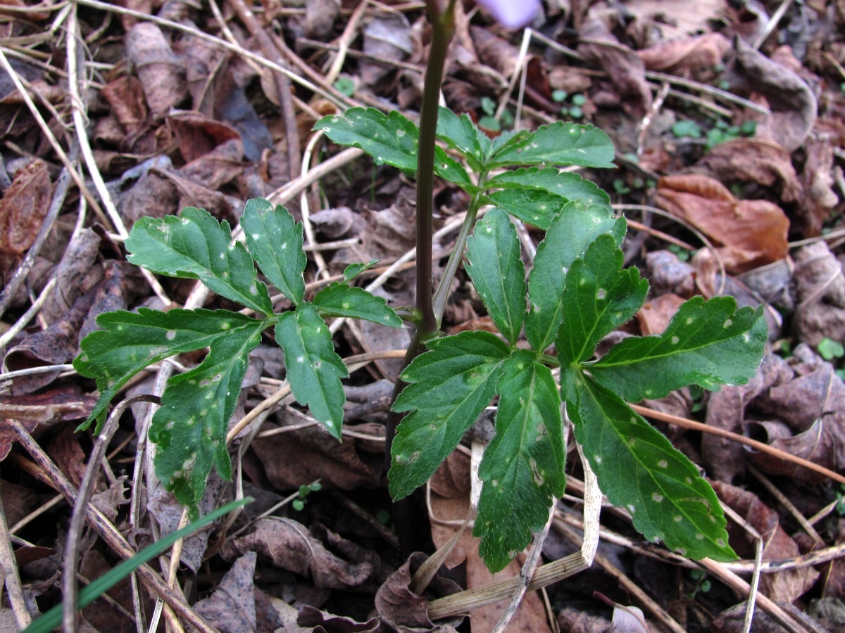 Image of Cardamine quinquefolia specimen.