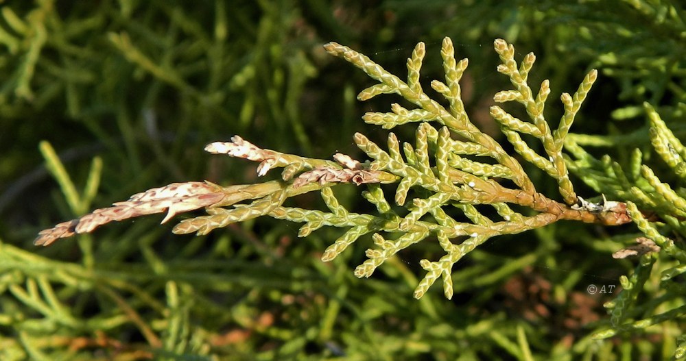 Изображение особи Juniperus &times; pfitzeriana.