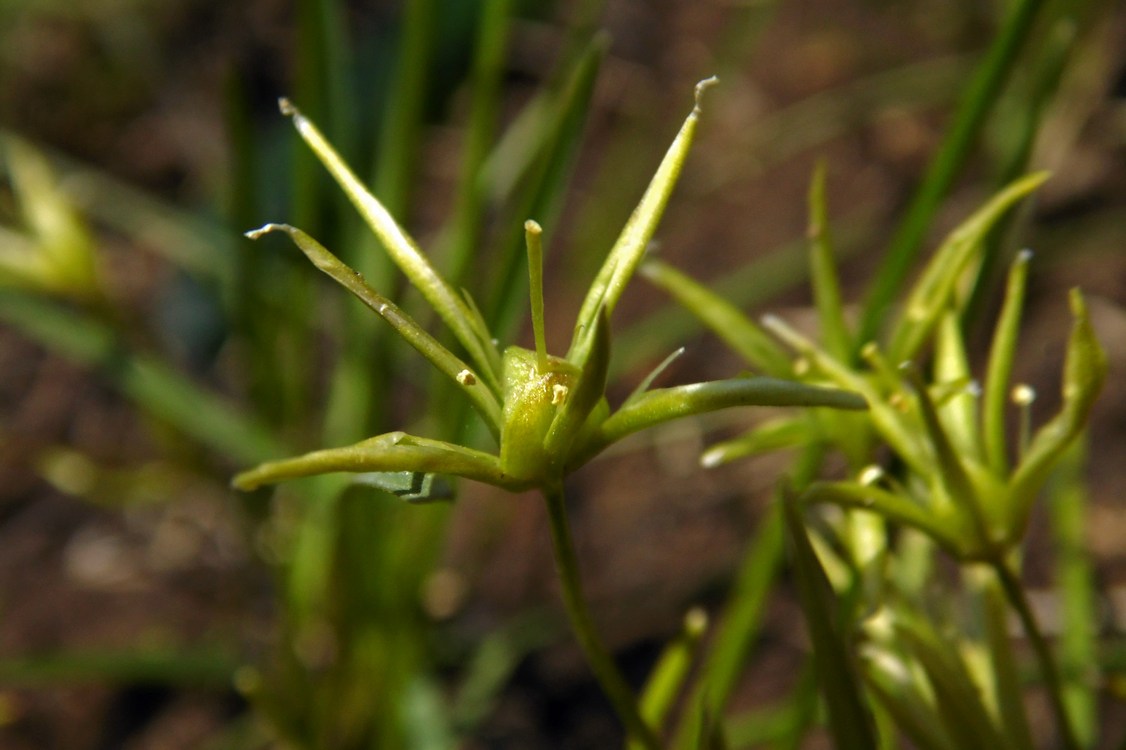 Image of Gagea minima specimen.