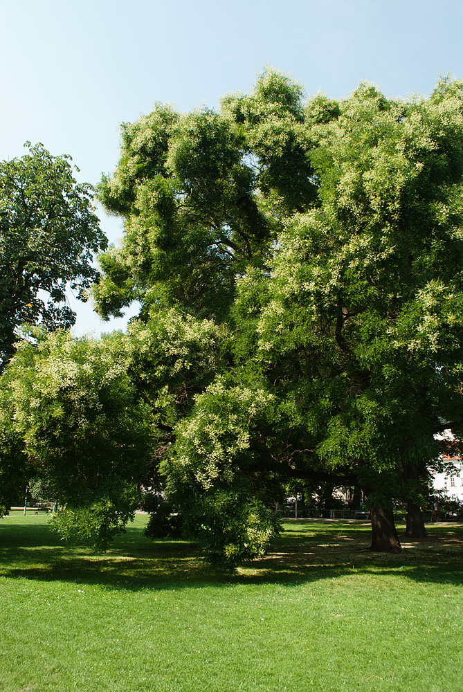 Image of Styphnolobium japonicum specimen.