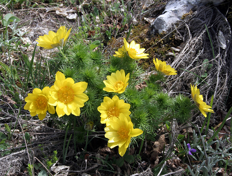 Image of Adonis vernalis specimen.