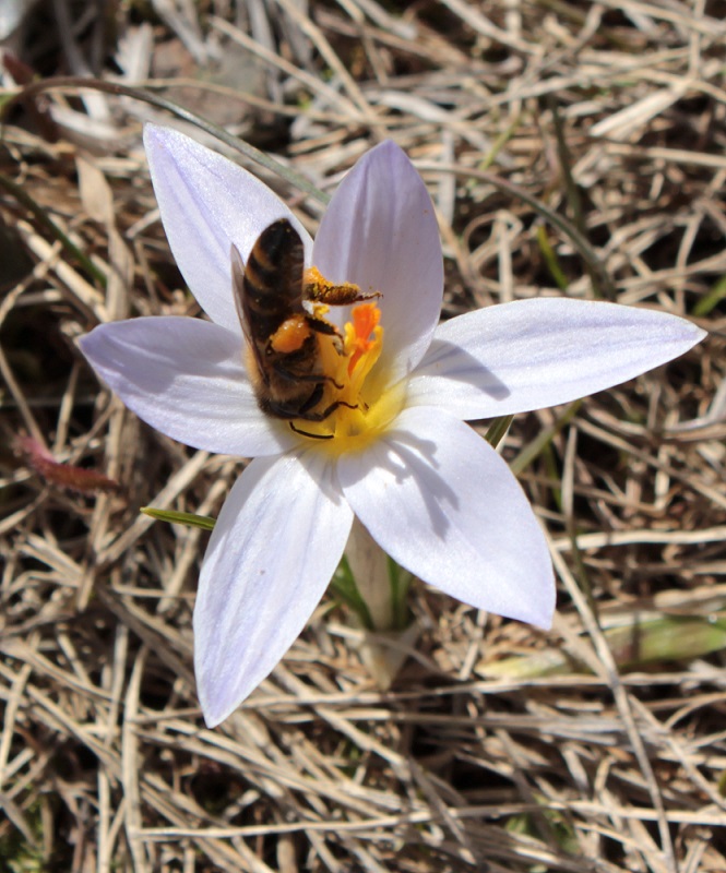 Image of Crocus reticulatus specimen.