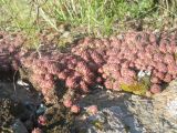 Sempervivum ruthenicum