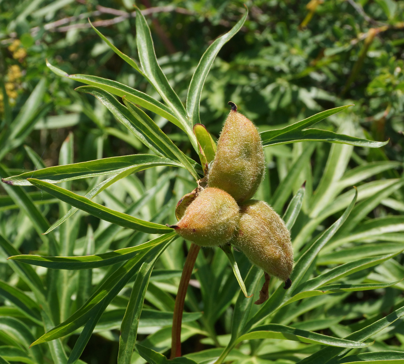 Image of Paeonia hybrida specimen.