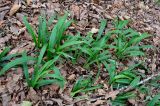 Carex siderosticta