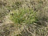 Sesleria caerulea